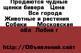 Продаются чудные щенки бивера › Цена ­ 25 000 - Все города Животные и растения » Собаки   . Московская обл.,Лобня г.